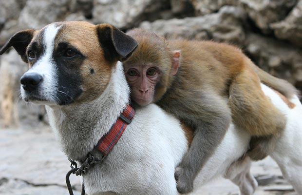 2 amis...