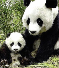 2 amis...